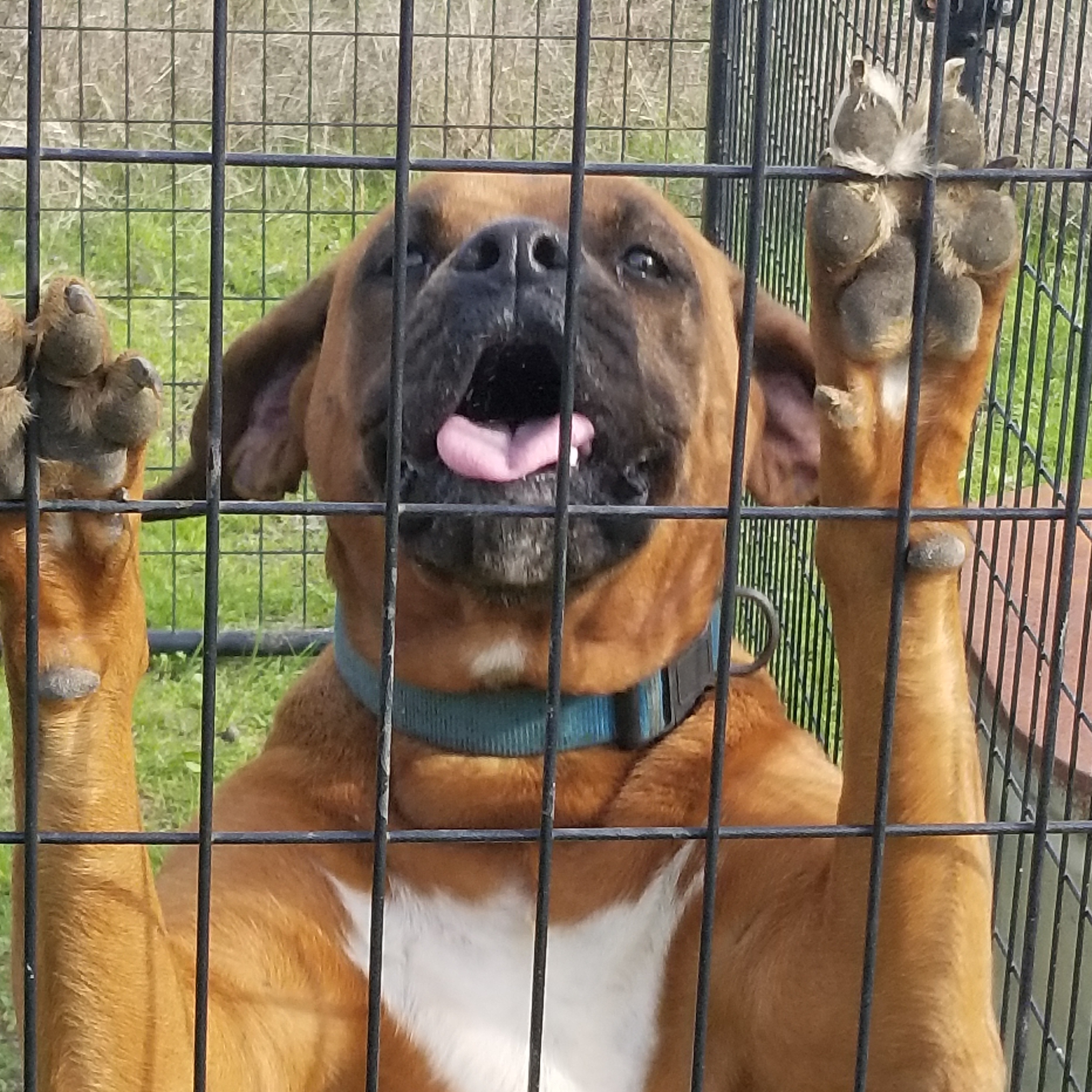 Daisy , an adoptable Boxer, Pit Bull Terrier in Kaufman, TX, 75142 | Photo Image 3