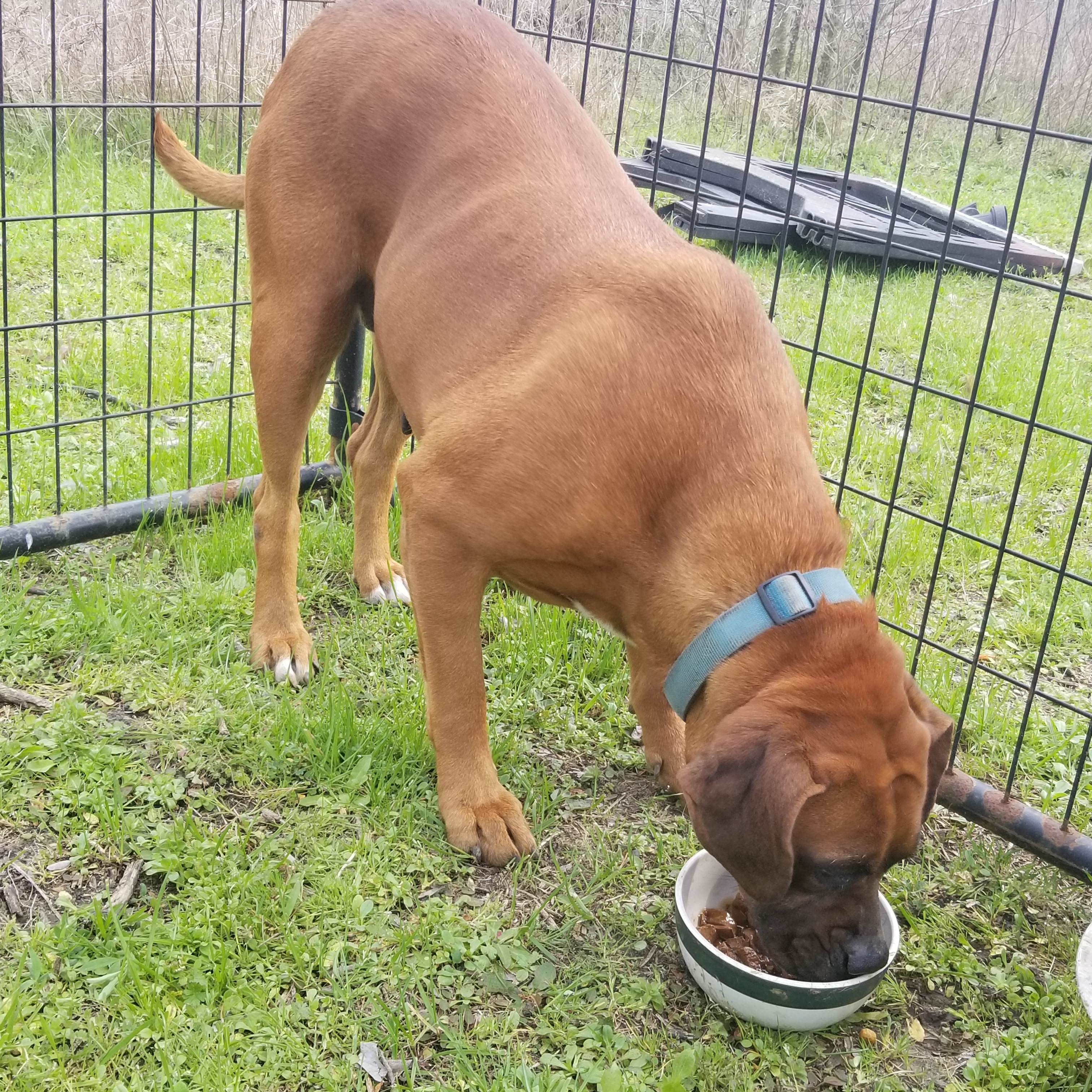 Daisy (energetic alpha, age 9), an adoptable Boxer, Pit Bull Terrier in Kaufman, TX, 75142 | Photo Image 4