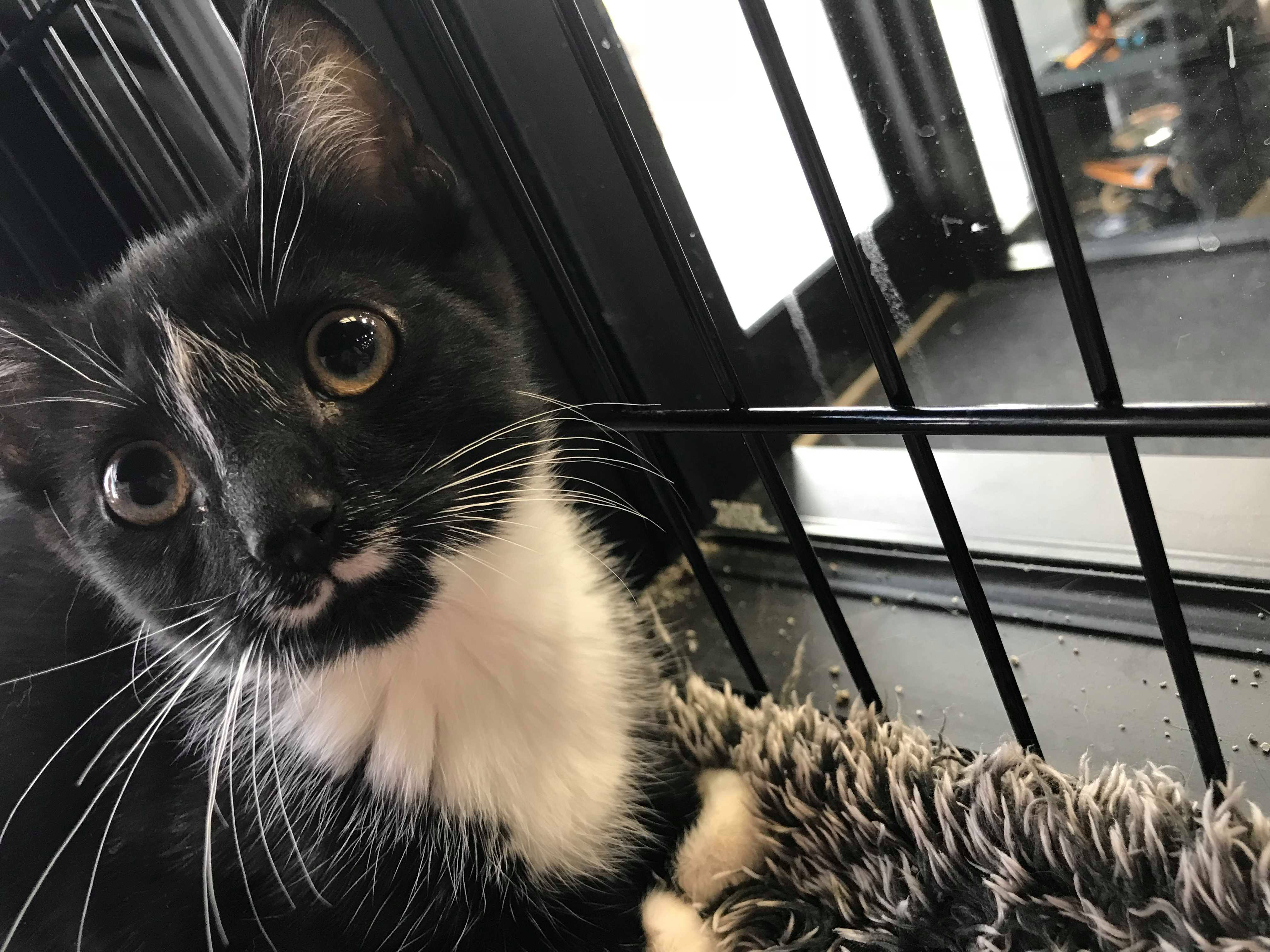 Shadow, an adoptable Tuxedo in Cleveland, OH, 44119 | Photo Image 2