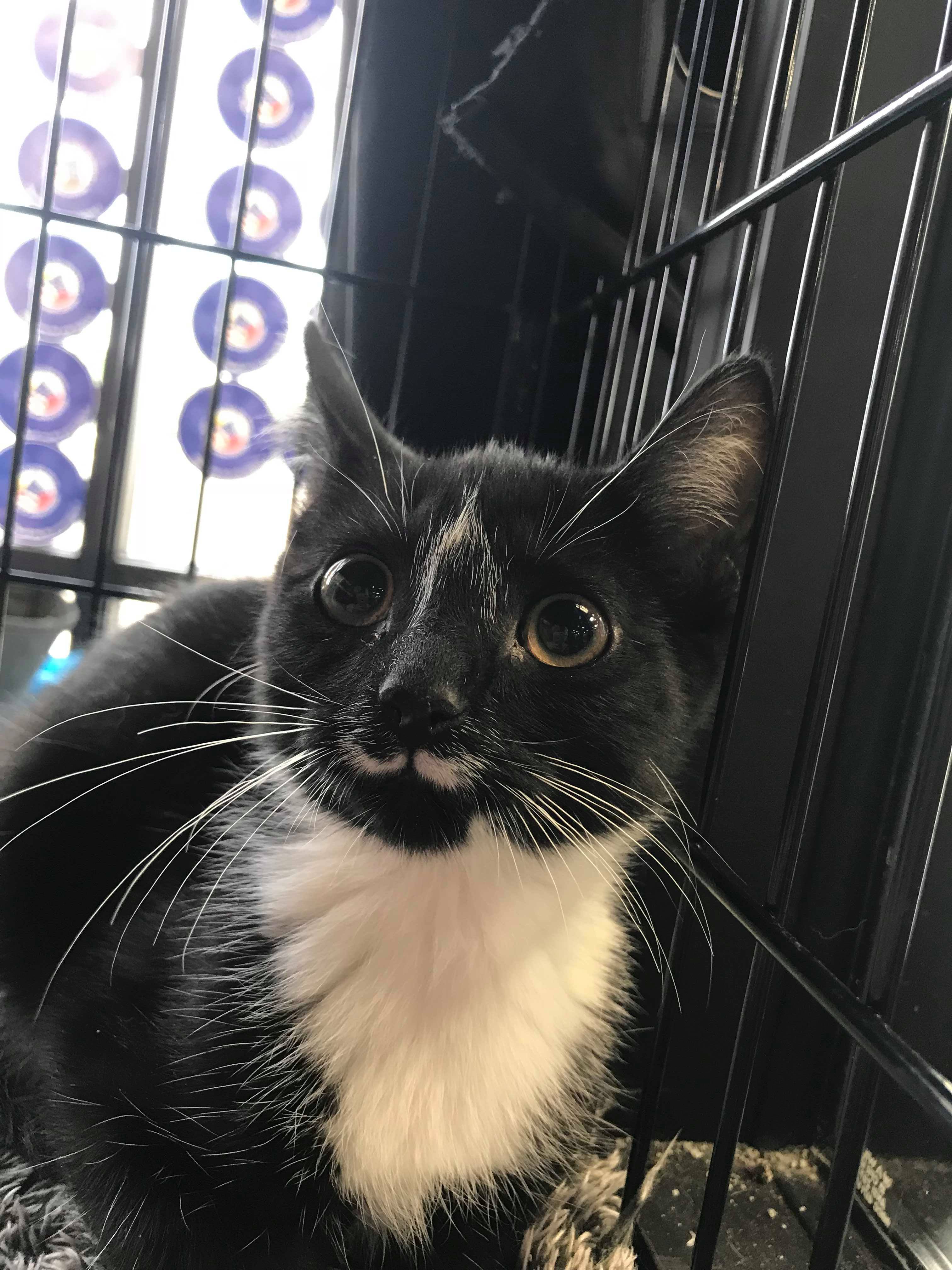 Shadow, an adoptable Tuxedo in Cleveland, OH, 44119 | Photo Image 3