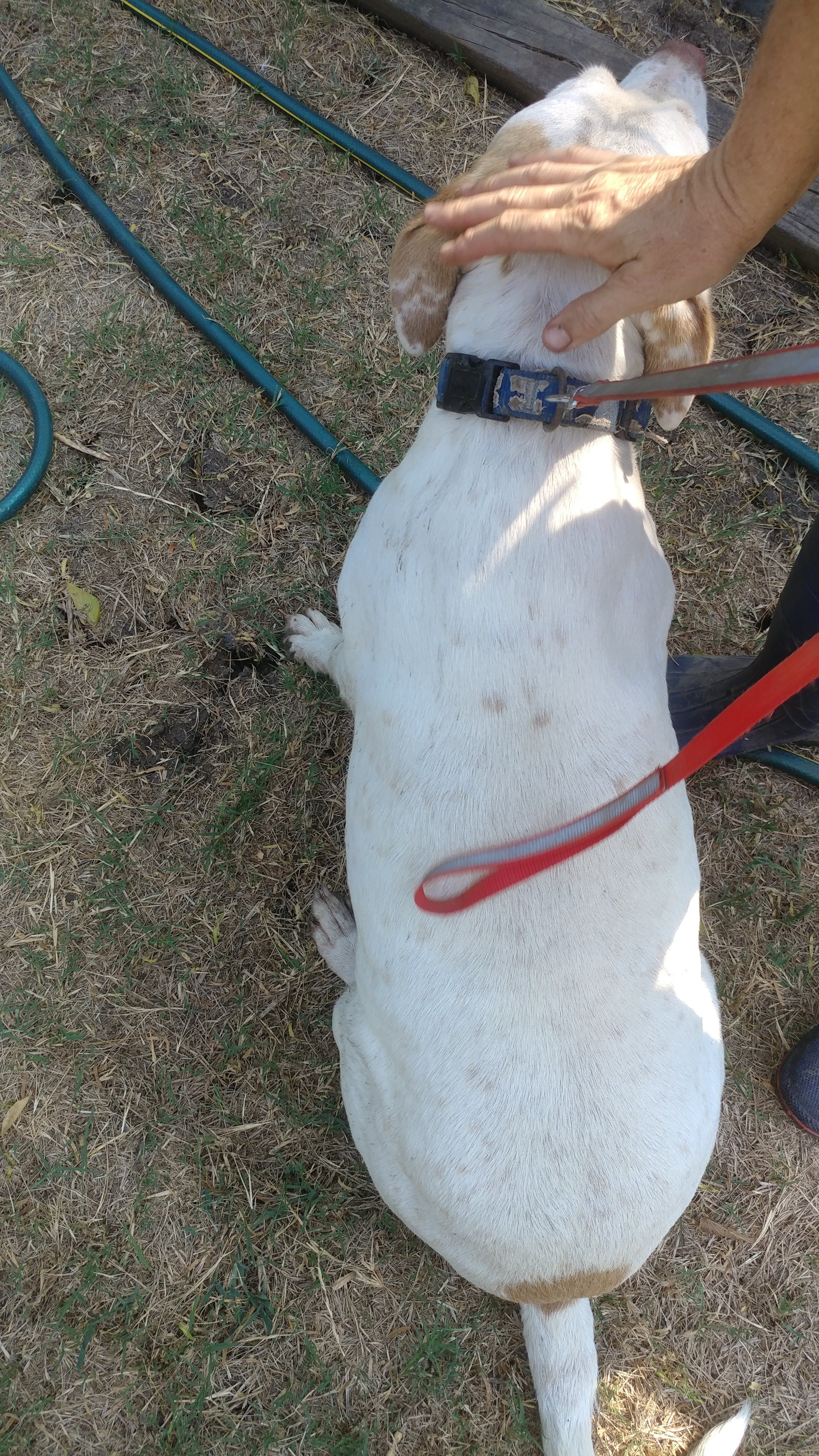 Rudy (extremely shy senior, age 12), an adoptable Pointer, Pit Bull Terrier in Kaufman, TX, 75142 | Photo Image 2