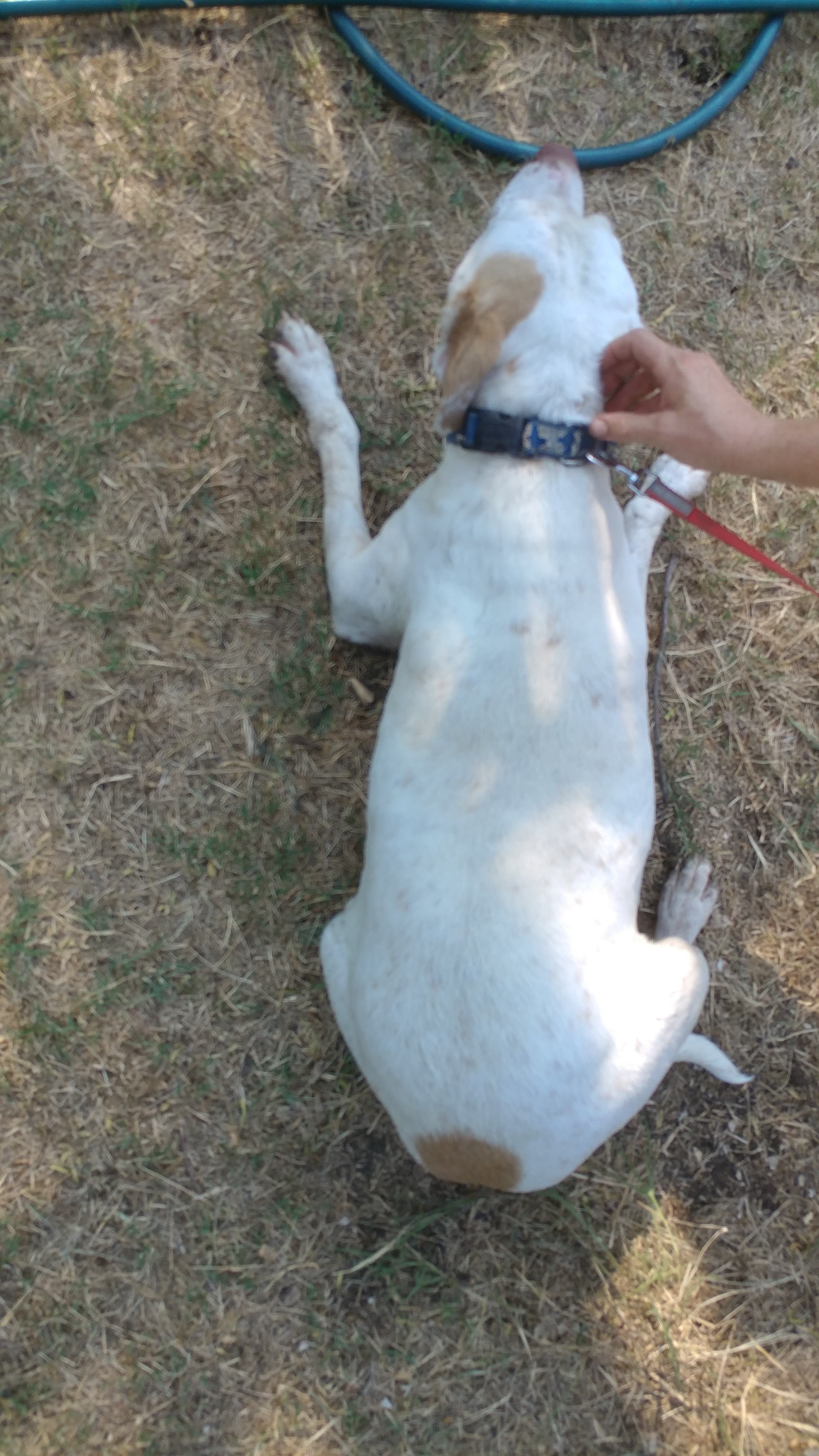 Rudy , an adoptable Pointer, Pit Bull Terrier in Kaufman, TX, 75142 | Photo Image 2