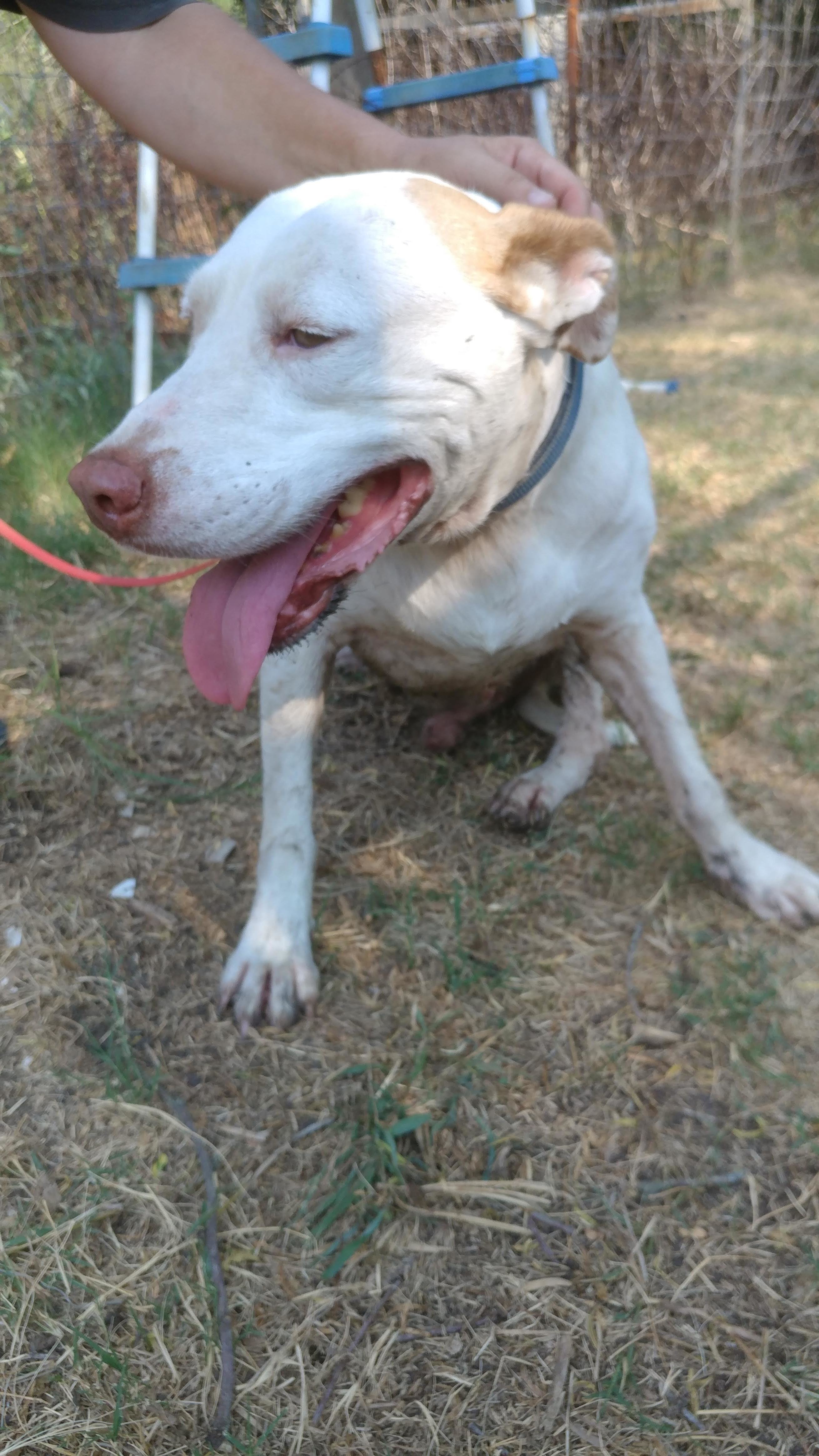 Rudy (extremely shy senior, age 12), an adoptable Pointer, Pit Bull Terrier in Kaufman, TX, 75142 | Photo Image 1