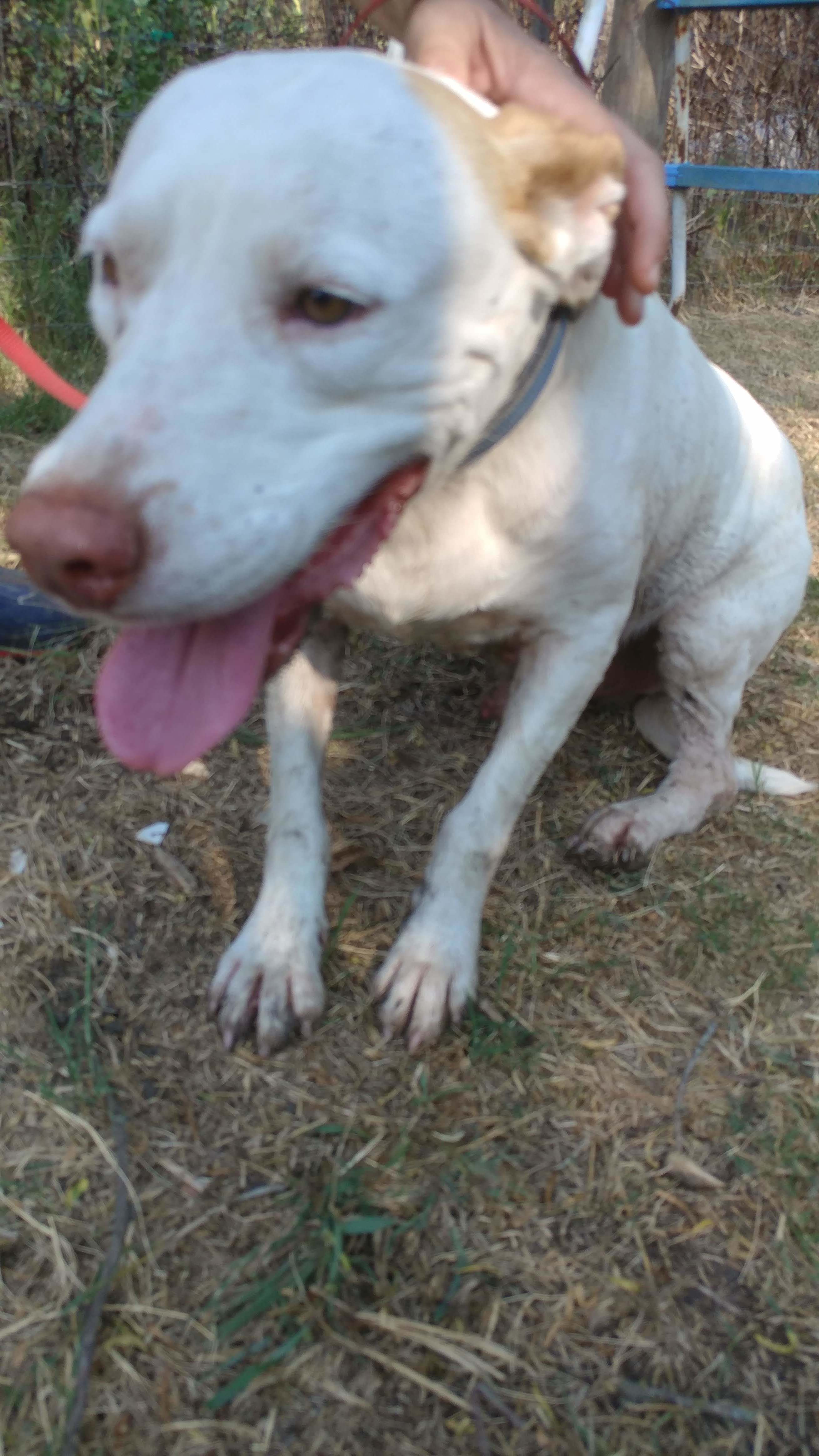 Rudy (extremely shy senior, age 12), an adoptable Pointer, Pit Bull Terrier in Kaufman, TX, 75142 | Photo Image 4