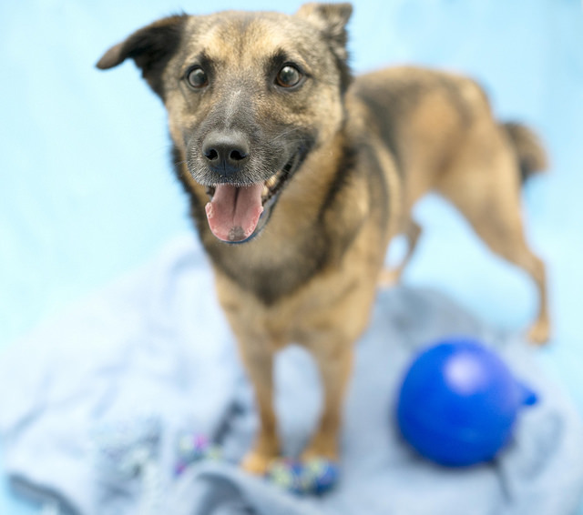 Jem, an adopted Mountain Cur & Spitz Mix in Cincinnati, OH_image-2