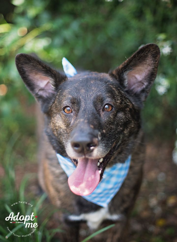 Dog For Adoption Aries A Dutch Shepherd Mix In Kingwood Tx Petfinder