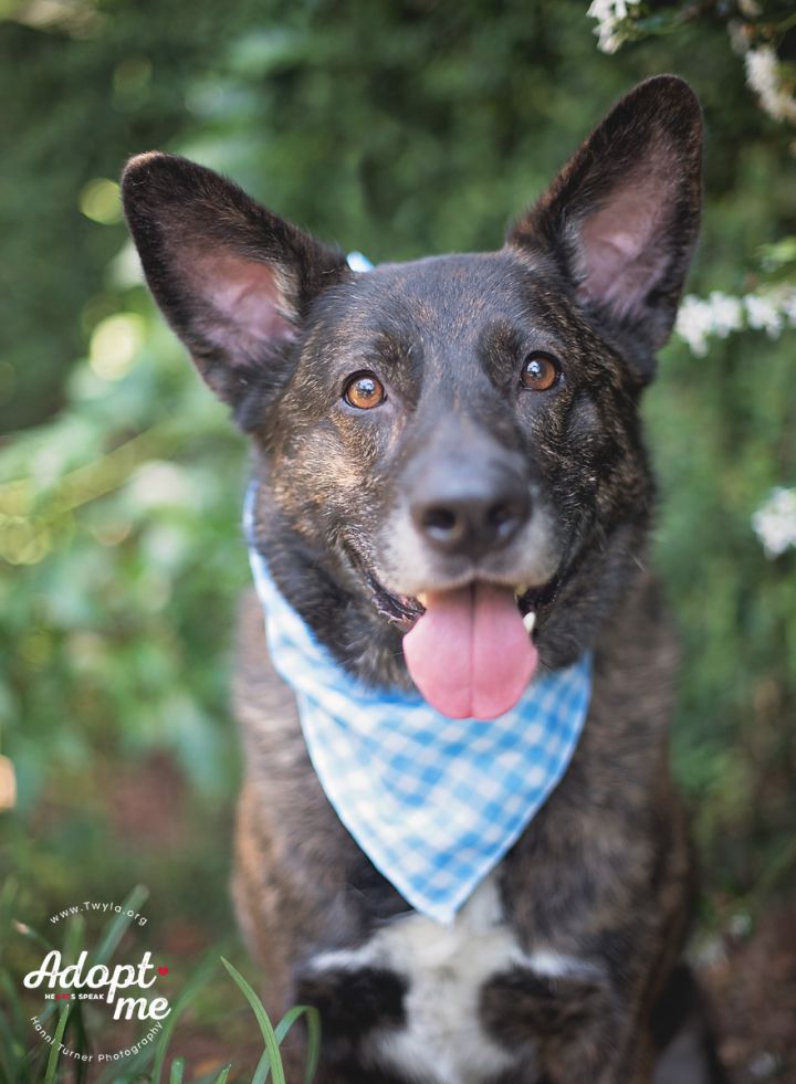 Aries, an adopted Dutch Shepherd Mix in Kingwood, TX_image-1