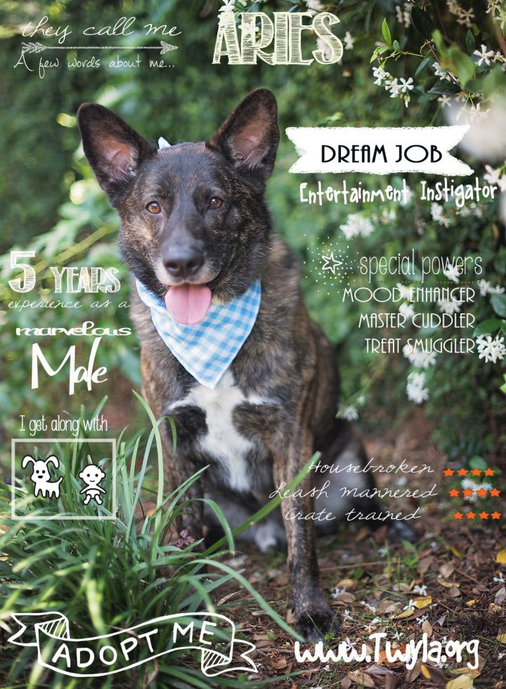 Aries, an adopted Dutch Shepherd Mix in Kingwood, TX_image-6