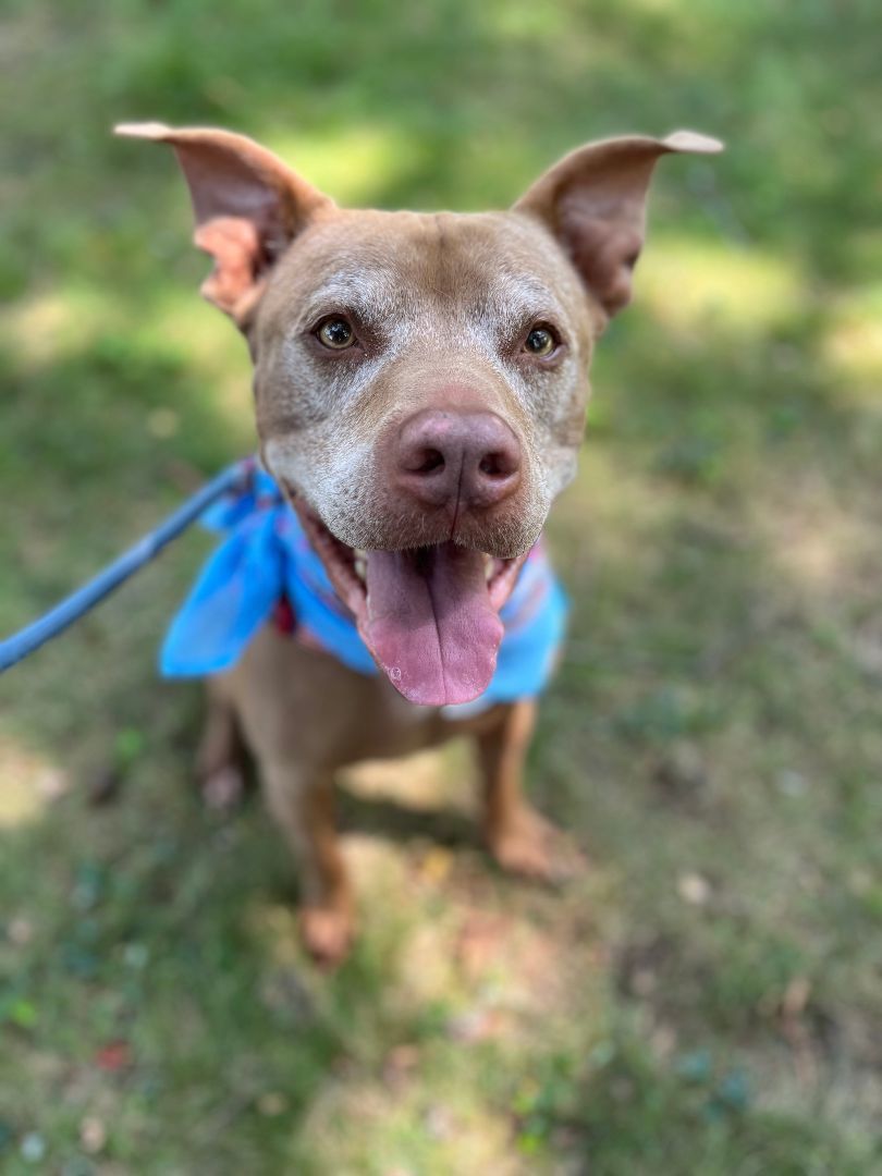 Master, an adoptable Terrier, American Staffordshire Terrier in Glen Cove, NY, 11542 | Photo Image 1