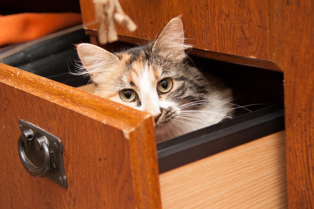 Heidi (gets adopted with Floki), an adoptable Calico in Westminster, CO, 80031 | Photo Image 4