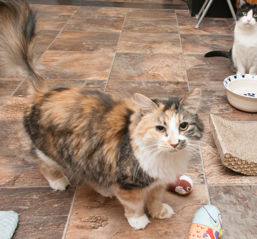 Heidi (gets adopted with Floki), an adoptable Calico in Westminster, CO, 80031 | Photo Image 5