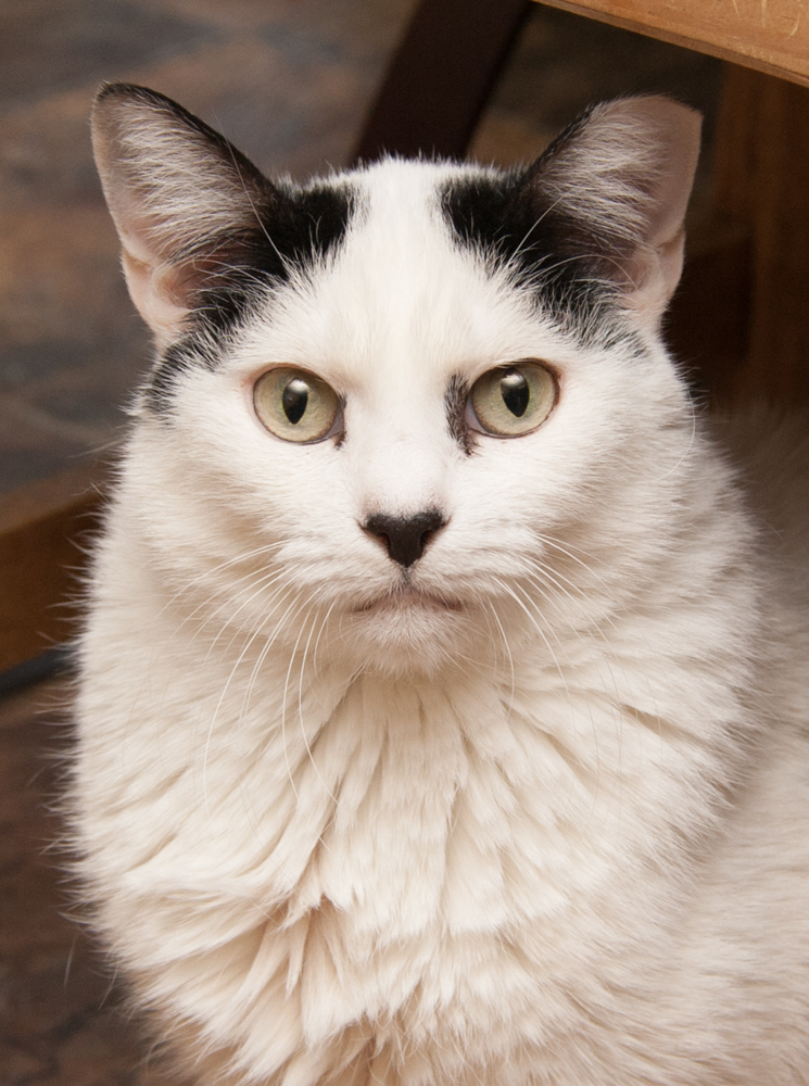 Snowball, an adoptable Domestic Short Hair in Westminster, CO, 80031 | Photo Image 1