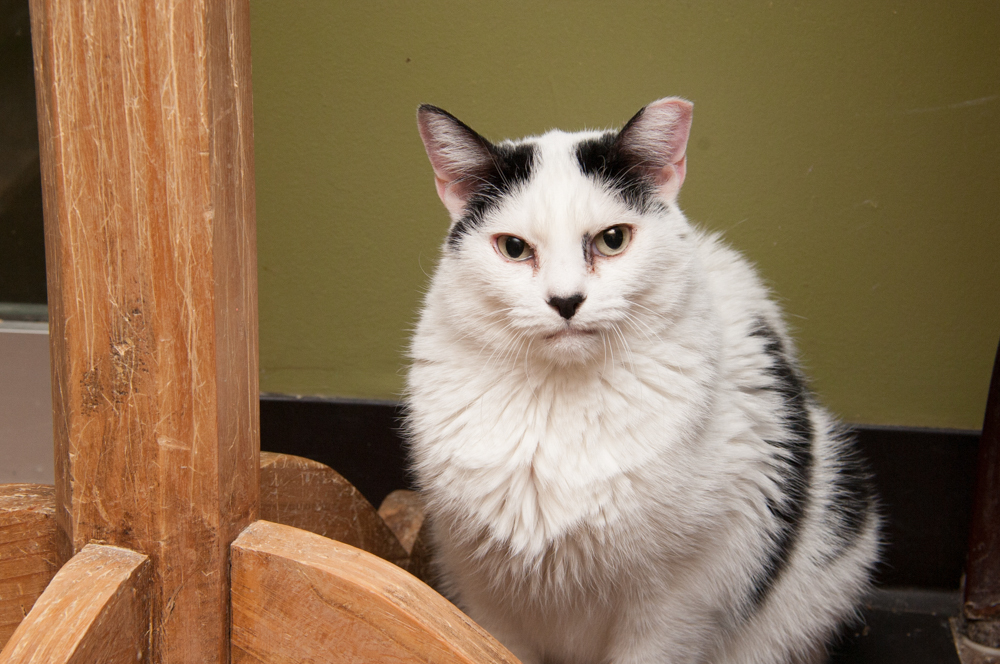 Snowball, an adoptable Domestic Short Hair in Westminster, CO, 80031 | Photo Image 2