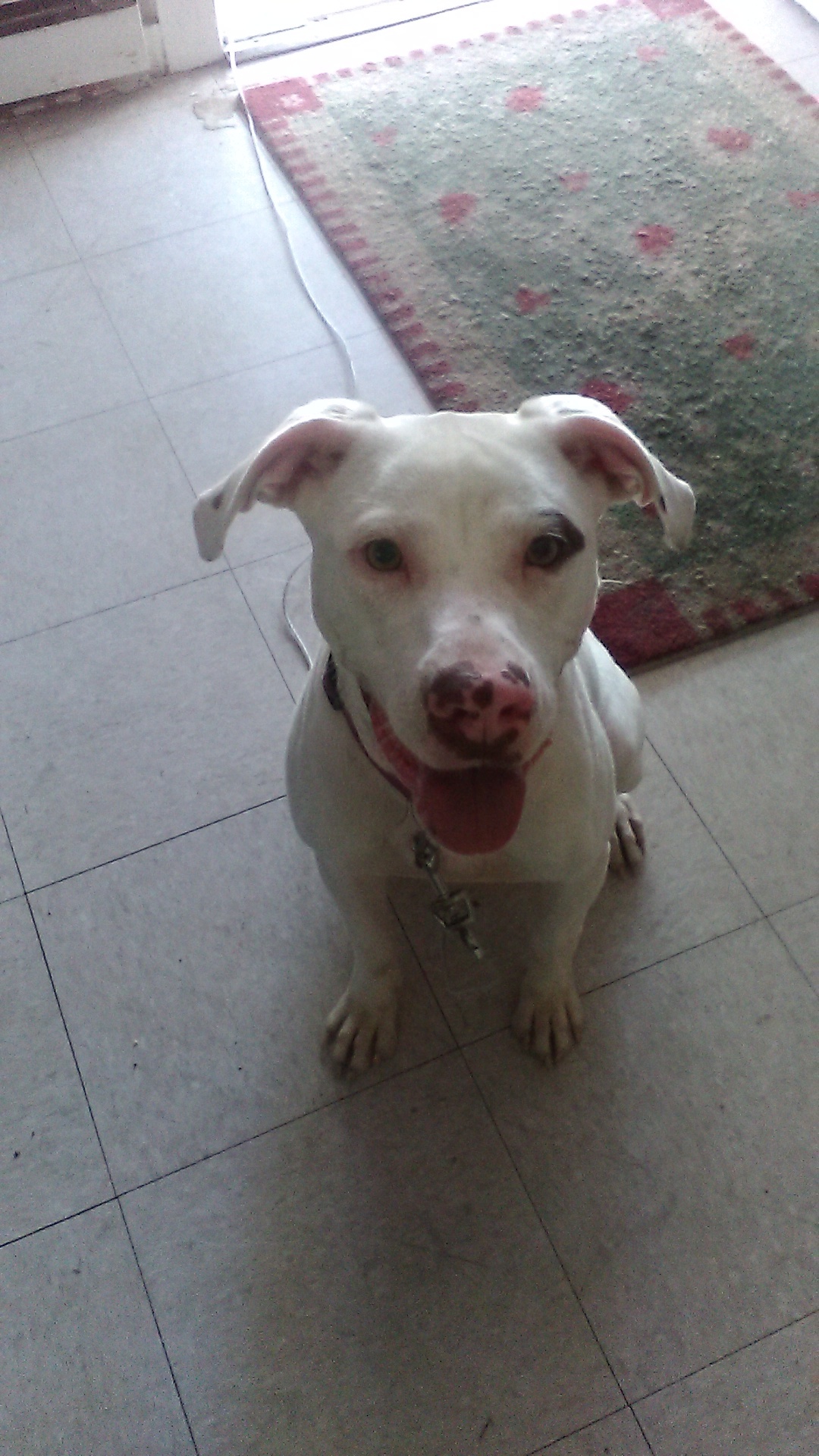 Blanca, an adoptable American Staffordshire Terrier in Goldsboro, NC, 27533 | Photo Image 1