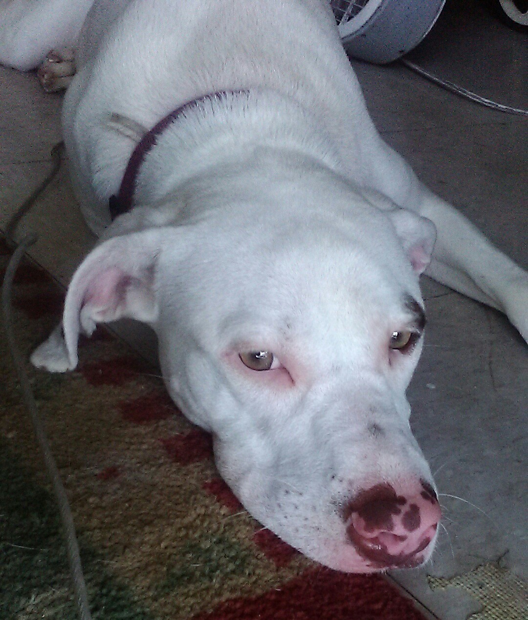 Blanca, an adoptable American Staffordshire Terrier in Goldsboro, NC, 27533 | Photo Image 3