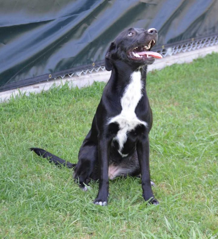 Allie, an adopted Labrador Retriever Mix in Bedford, TX_image-3