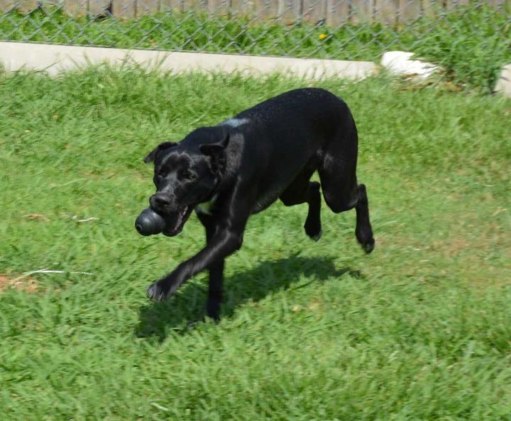 Allie, an adopted Labrador Retriever Mix in Bedford, TX_image-5