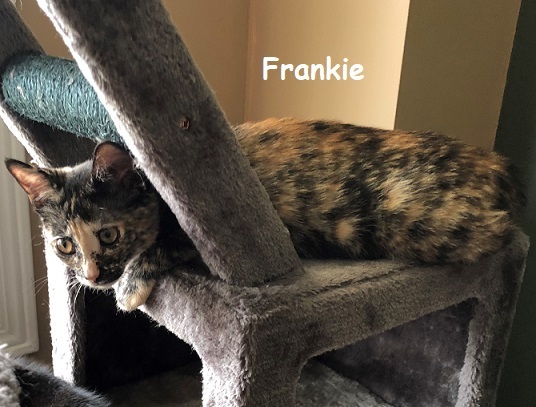 Frankie 4