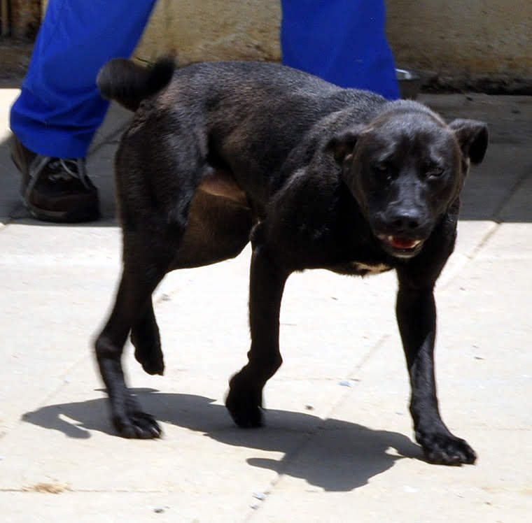 Alfonso, an adoptable Black Labrador Retriever, Mixed Breed in Siler City, NC, 27344 | Photo Image 2