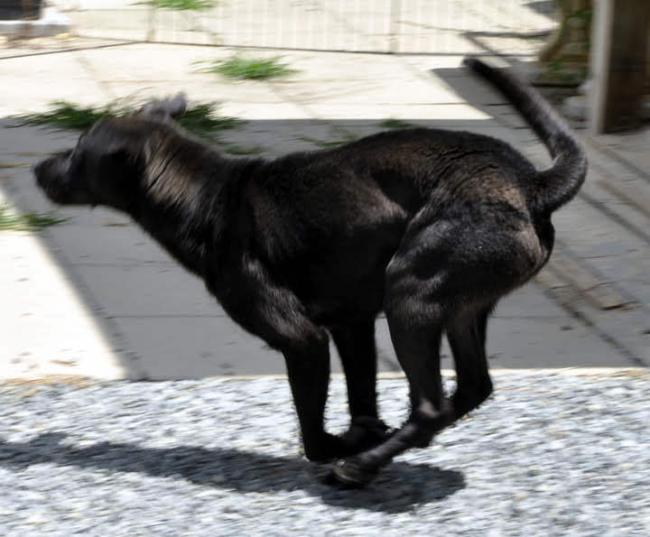 Alfonso, an adoptable Black Labrador Retriever, Mixed Breed in Siler City, NC, 27344 | Photo Image 3