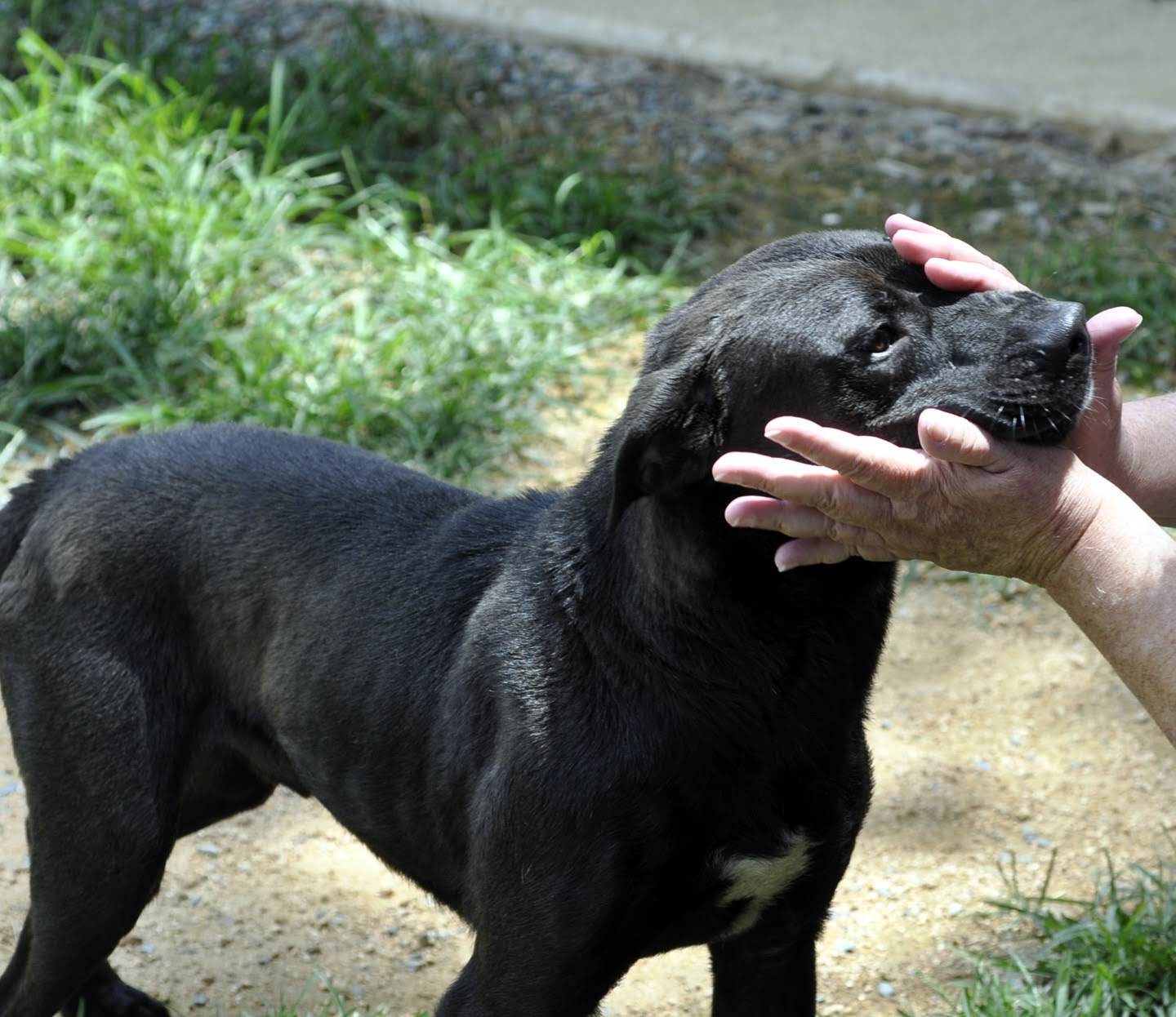 Alfonso, an adoptable Black Labrador Retriever, Mixed Breed in Siler City, NC, 27344 | Photo Image 4