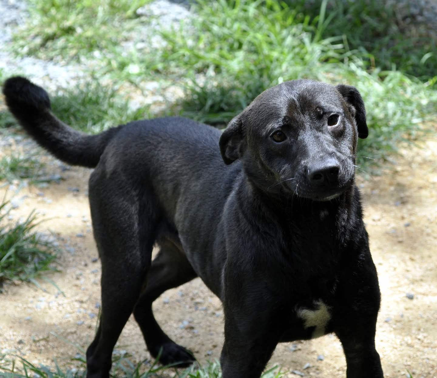 Alfonso, an adoptable Black Labrador Retriever, Mixed Breed in Siler City, NC, 27344 | Photo Image 1