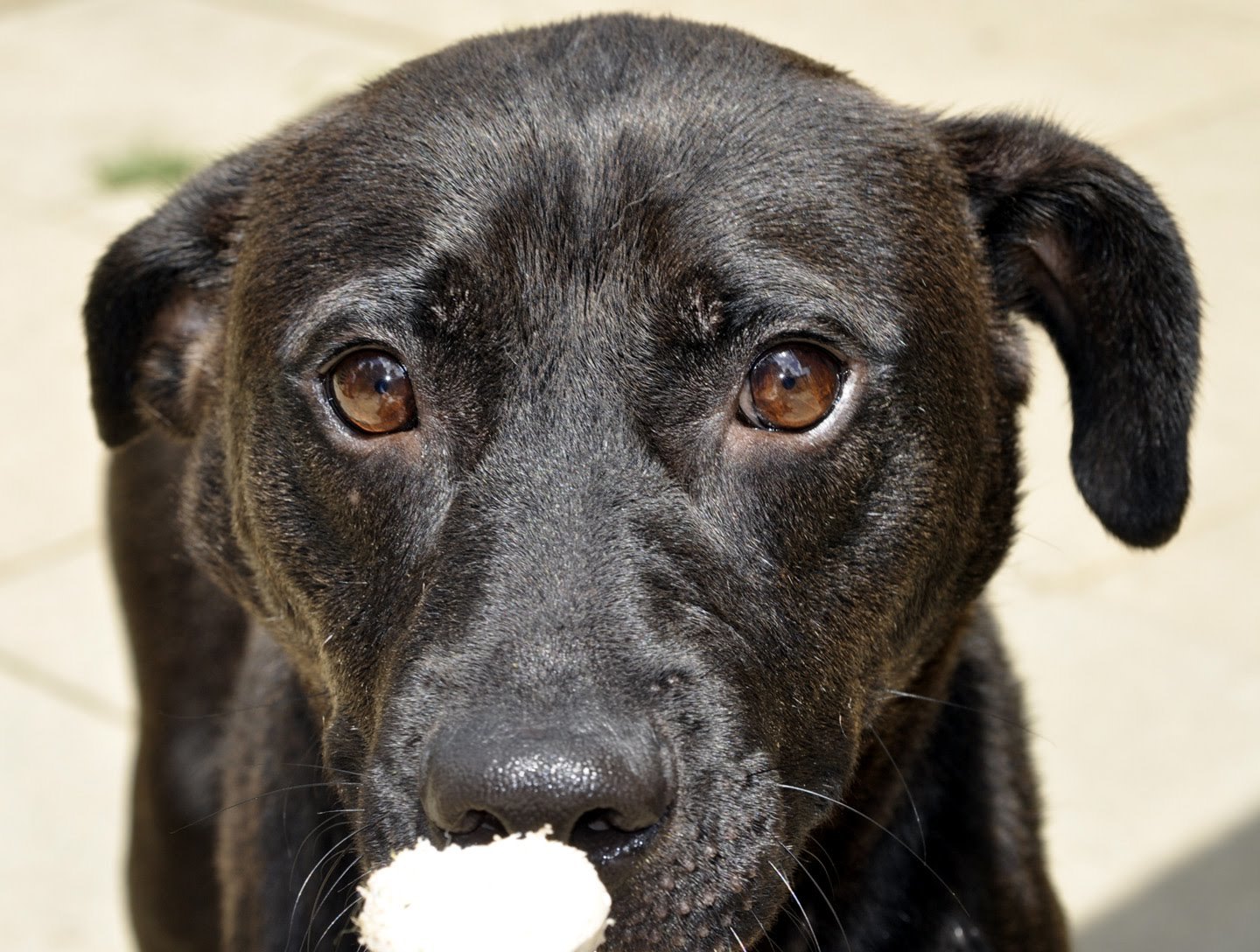 Alfonso, an adoptable Black Labrador Retriever, Mixed Breed in Siler City, NC, 27344 | Photo Image 5