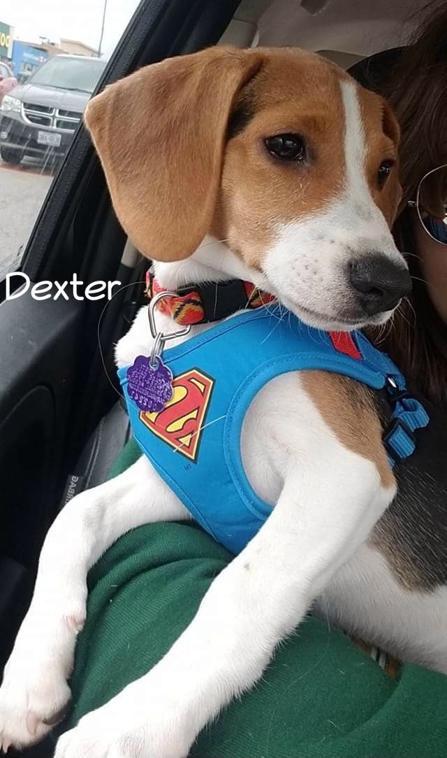 Dexter detail page
