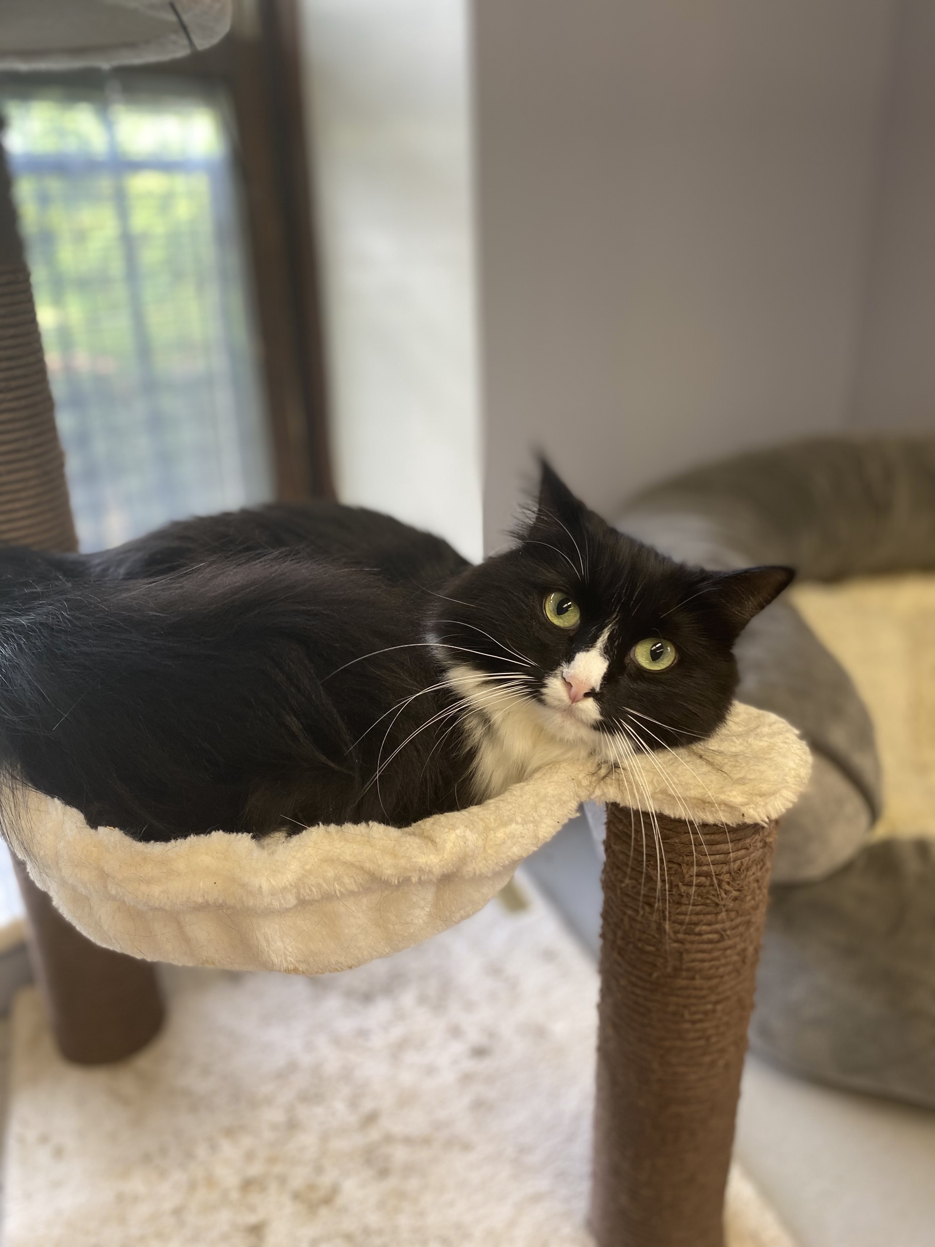 Julia, an adoptable Domestic Long Hair in Columbus, OH, 43219 | Photo Image 1