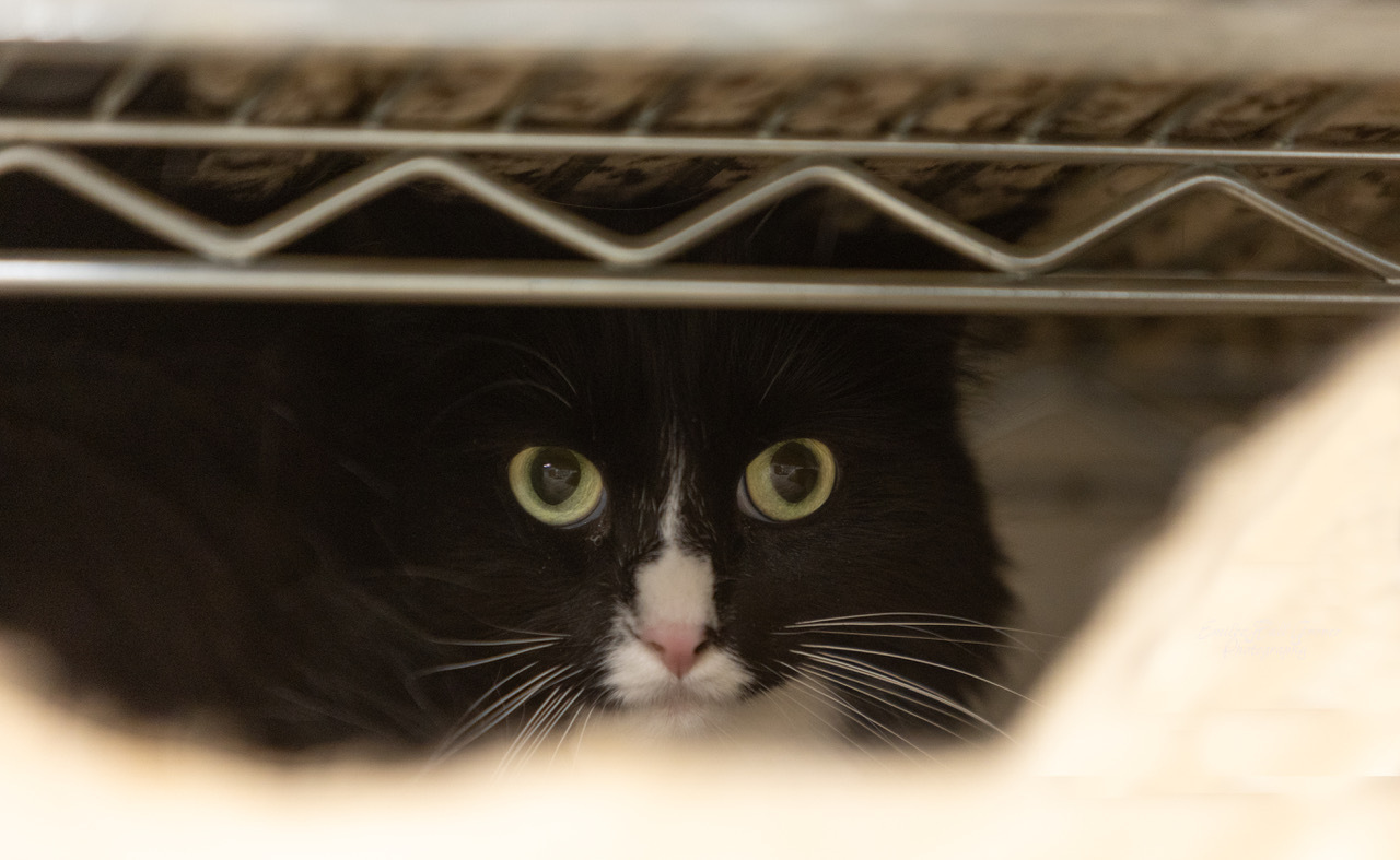 Julia, an adoptable Domestic Long Hair in Columbus, OH, 43219 | Photo Image 3