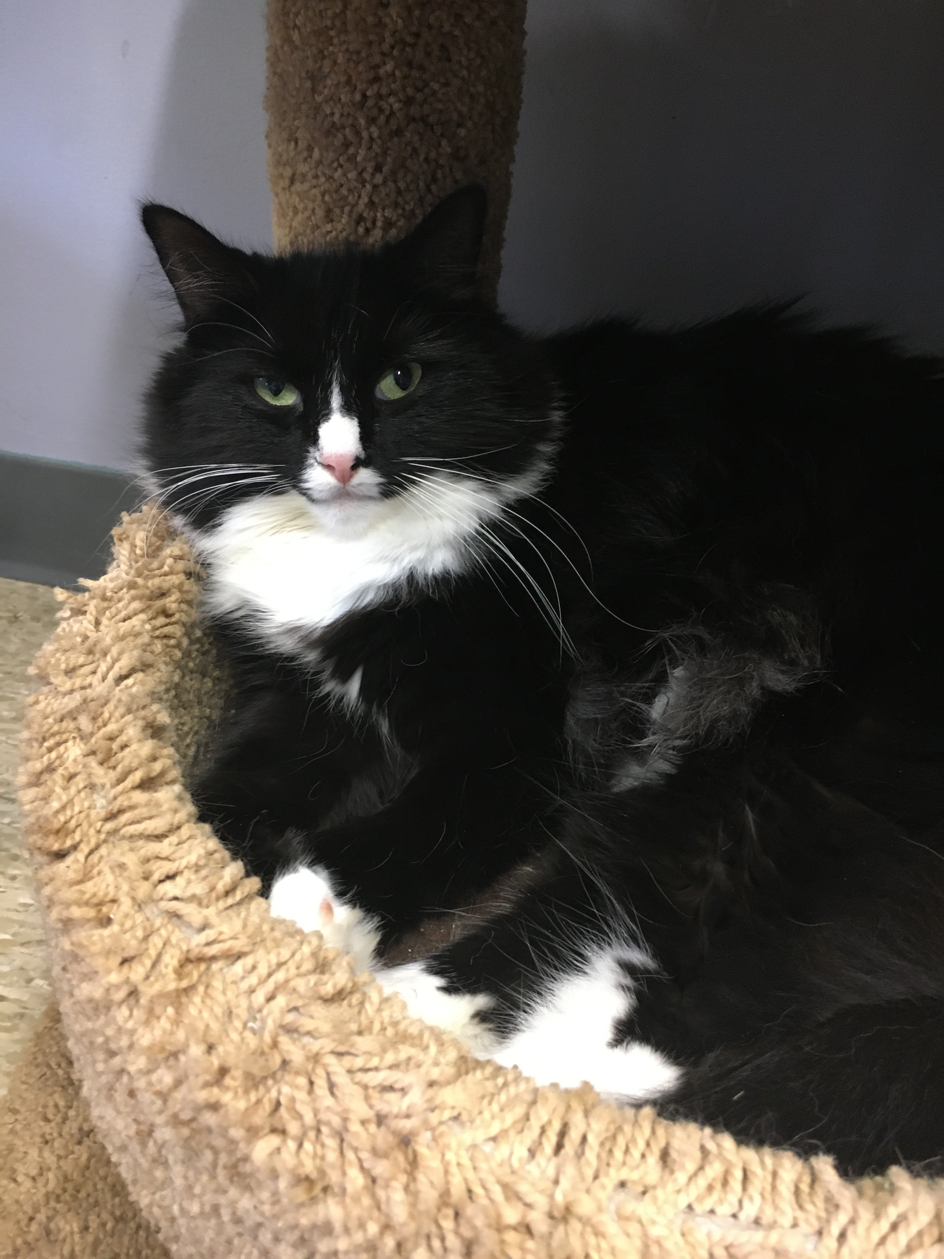 Julia, an adoptable Domestic Long Hair in Columbus, OH, 43219 | Photo Image 4