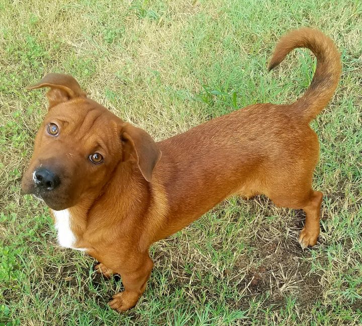 Shar pei store cross basset hound