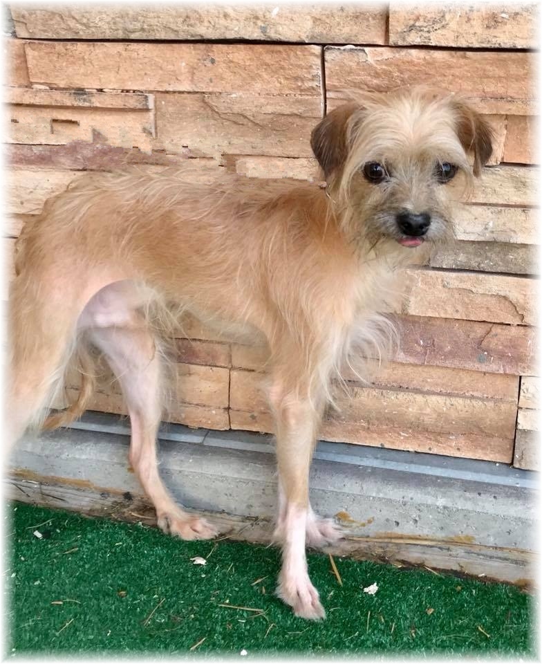 Buddy, an adoptable Terrier in Las Vegas, NV, 89136 | Photo Image 3