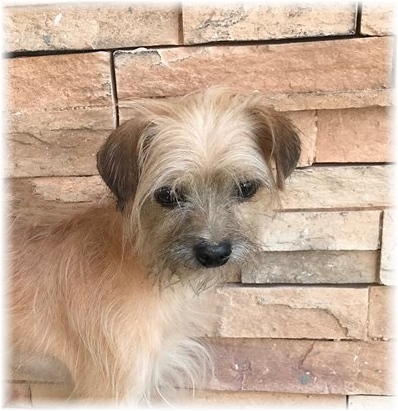 Buddy, an adoptable Terrier in Las Vegas, NV, 89136 | Photo Image 1