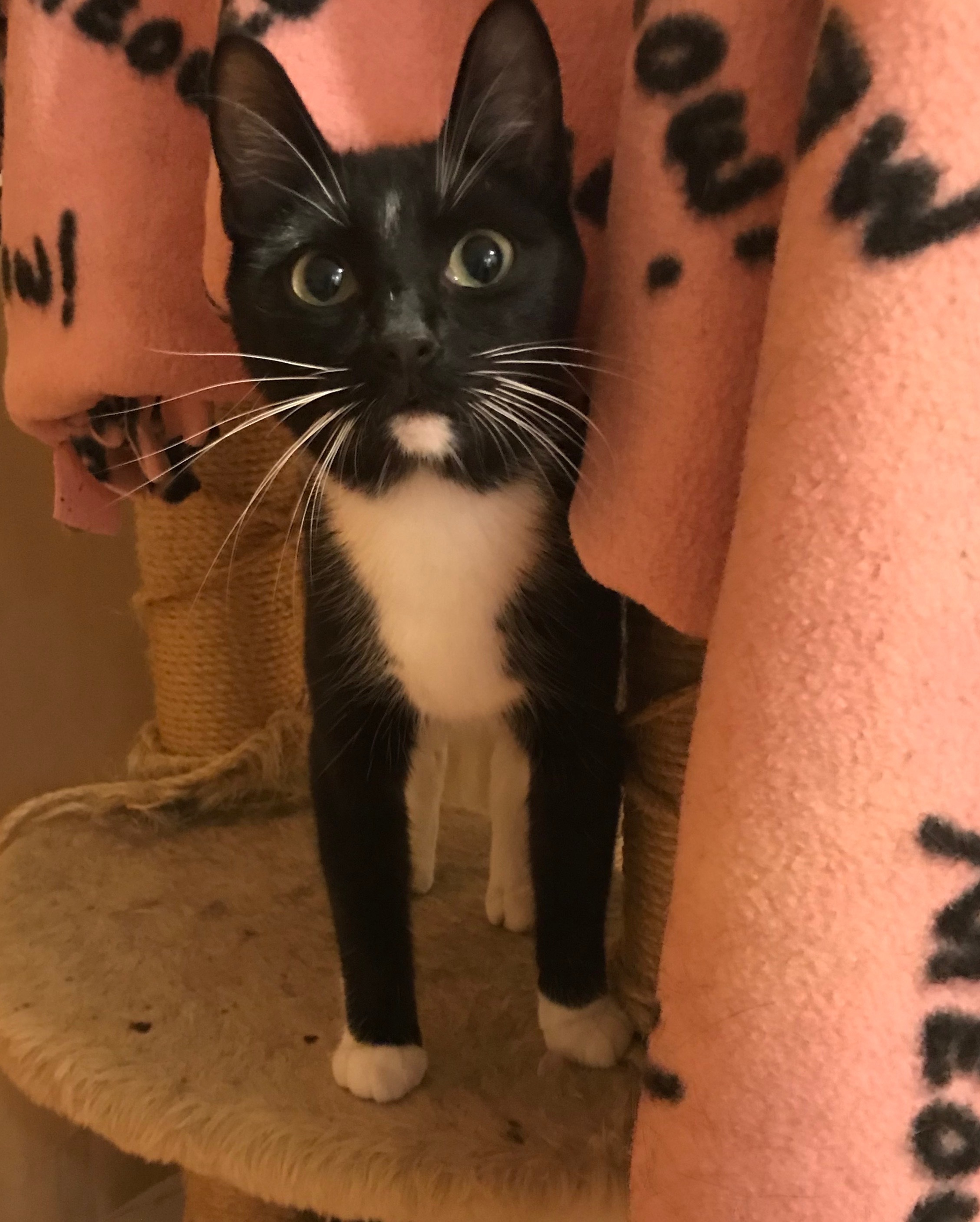 Melody, an adoptable Domestic Short Hair, Tuxedo in Columbus , OH, 43212 | Photo Image 5