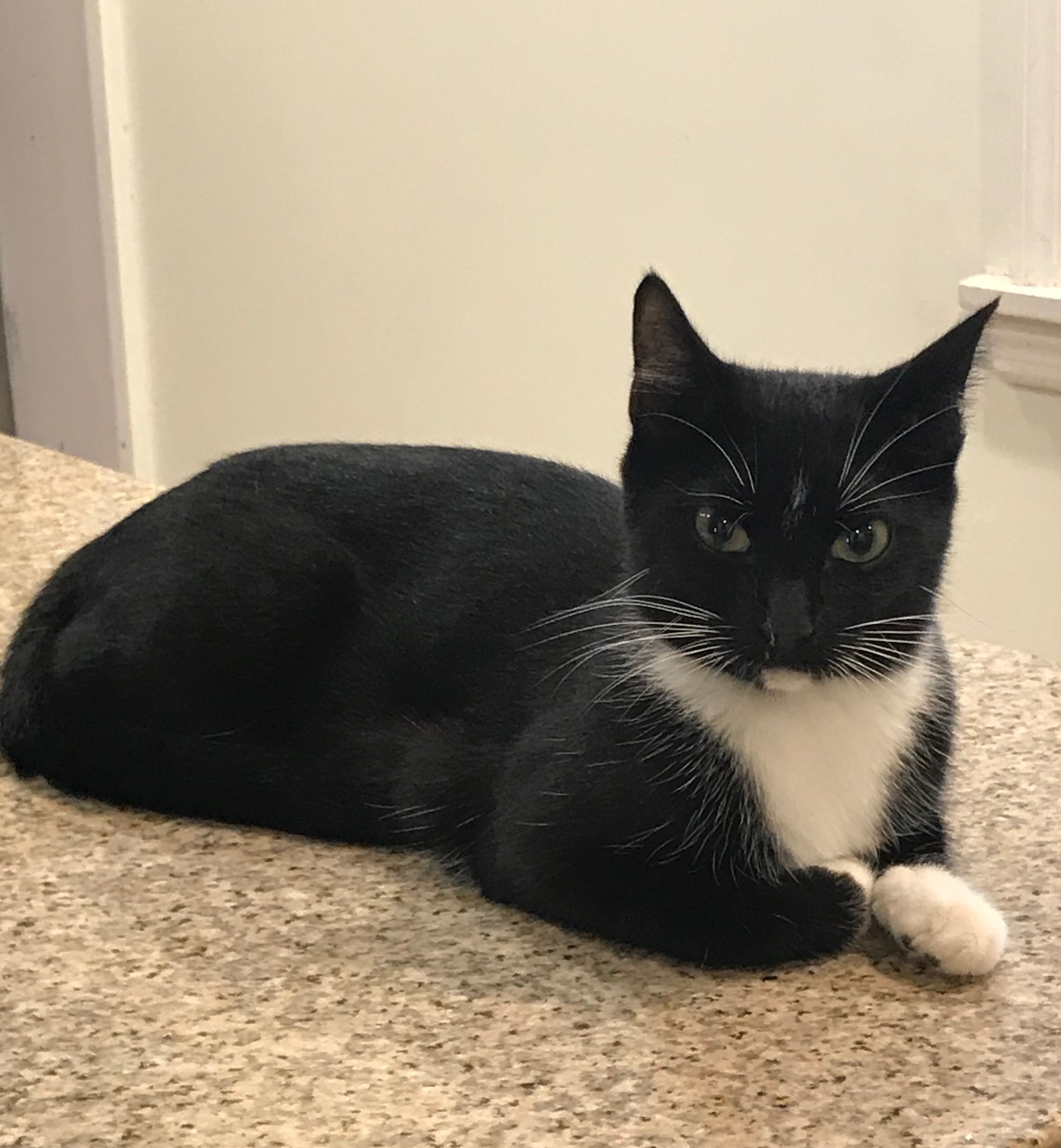 Melody, an adoptable Domestic Short Hair, Tuxedo in Columbus , OH, 43212 | Photo Image 6