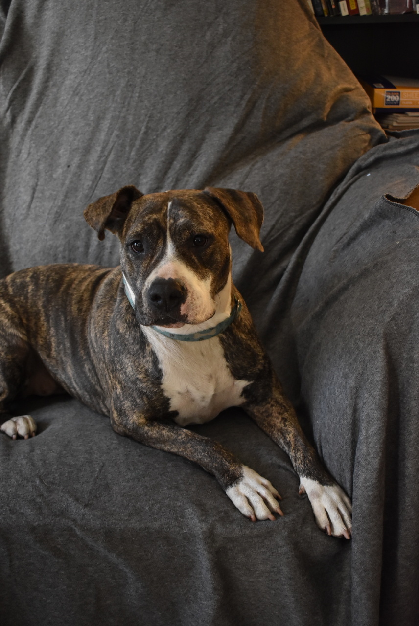 Dog for adoption - JoJo, an American Staffordshire Terrier ...