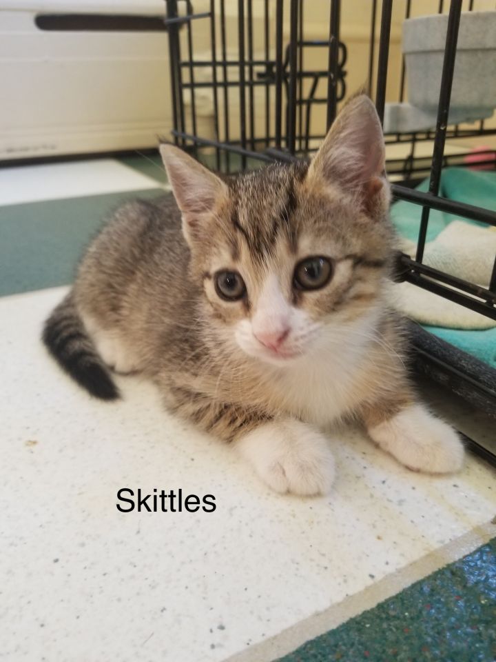 Kandy Kitties 4