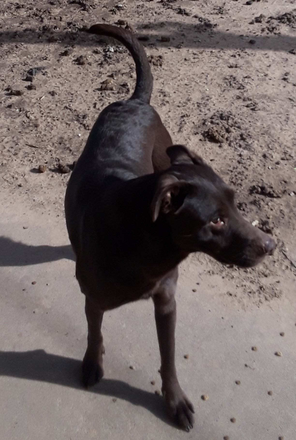 Mocha, an adoptable Pointer, Labrador Retriever in Crescent, OK, 73028 | Photo Image 1