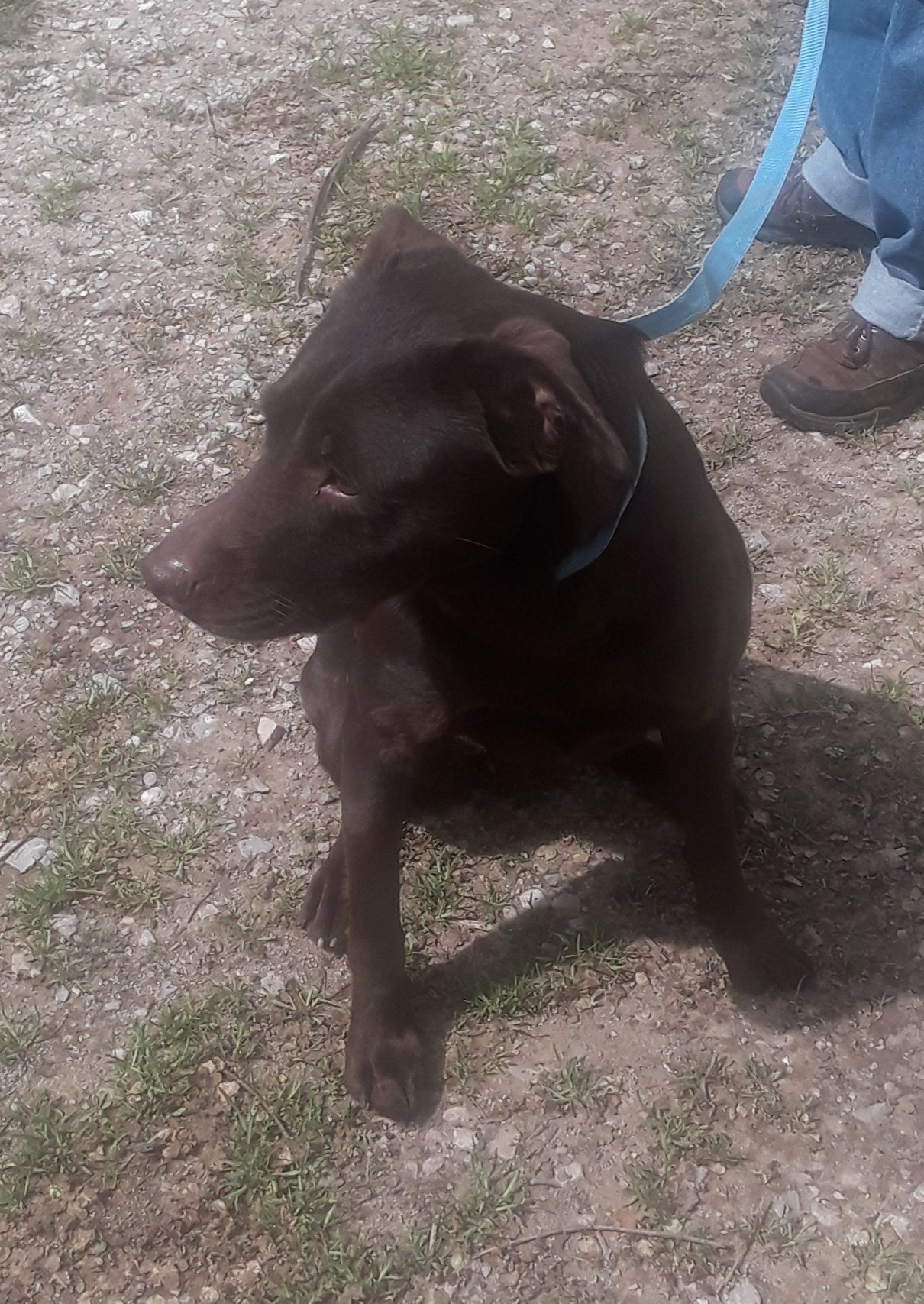 Mocha, an adoptable Pointer, Labrador Retriever in Crescent, OK, 73028 | Photo Image 3