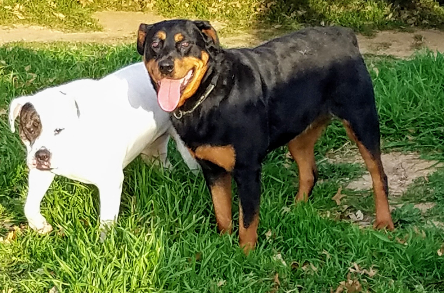 Simi, an adoptable Rottweiler in Brownwood, TX, 76801 | Photo Image 1