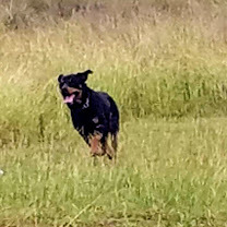Savitar, an adoptable Rottweiler in Brownwood, TX, 76801 | Photo Image 2