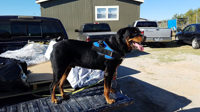 Savitar, an adoptable Rottweiler in Brownwood, TX, 76801 | Photo Image 1