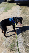 Savitar, an adoptable Rottweiler in Brownwood, TX, 76801 | Photo Image 3