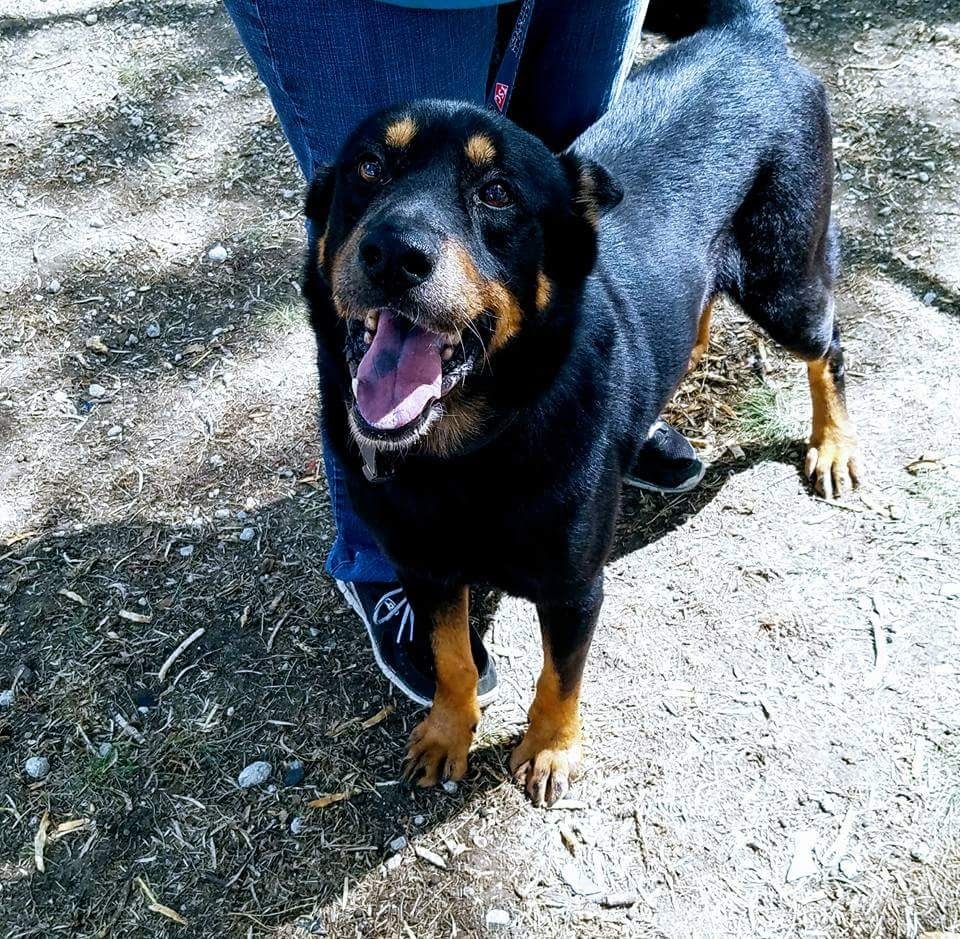 Savitar, an adoptable Rottweiler in Brownwood, TX, 76801 | Photo Image 5