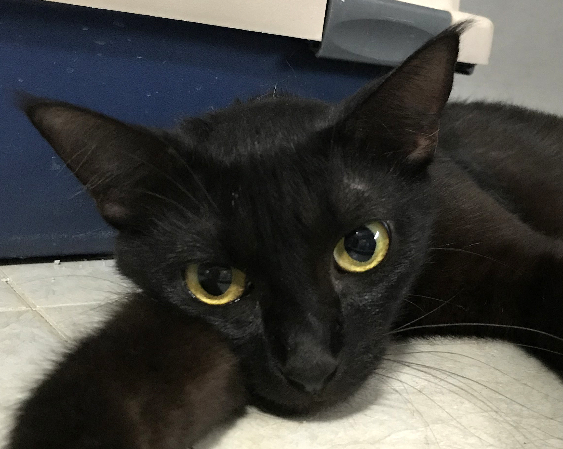 Tobalina, an adoptable Burmese, Domestic Short Hair in Sarasota, FL, 34231 | Photo Image 2