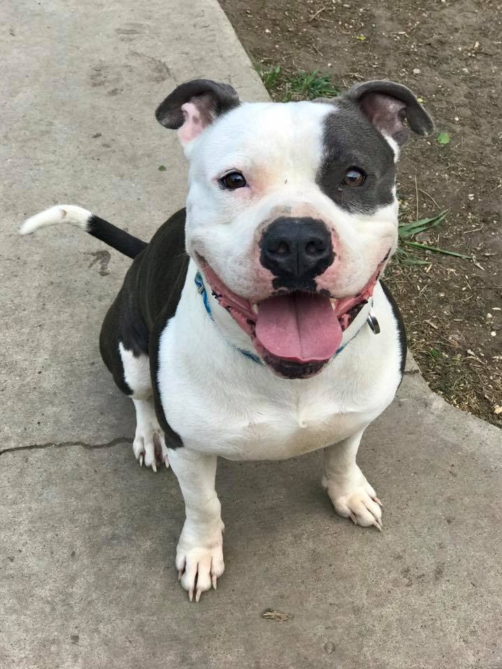 Chapo, an adoptable Pit Bull Terrier in Madison, MN, 56256 | Photo Image 1