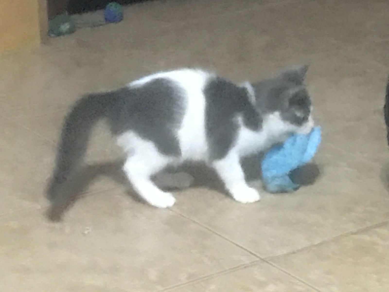 SPANKY, an adoptable Tuxedo, Domestic Medium Hair in Cypress, TX, 77433 | Photo Image 2