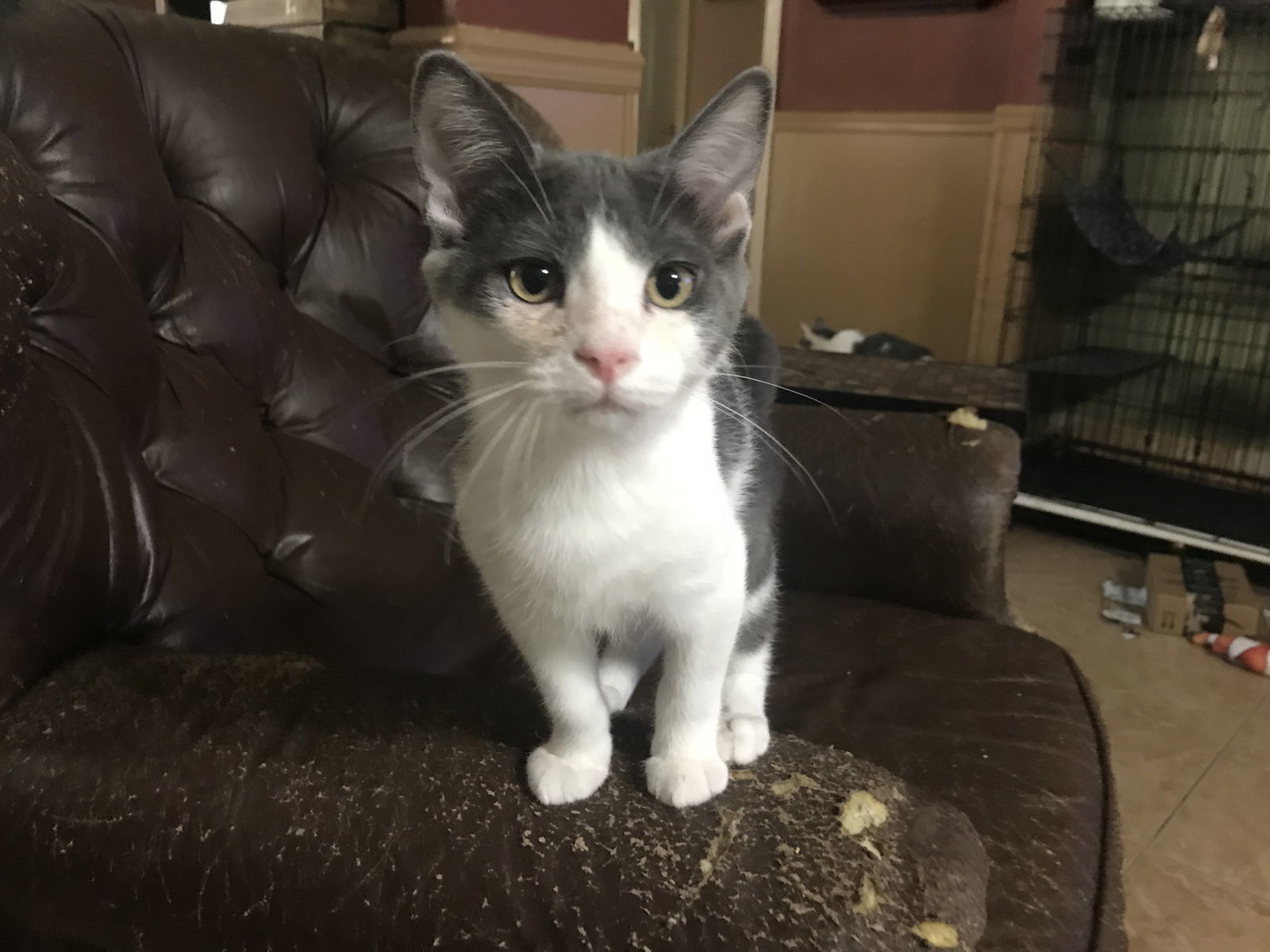 SPANKY, an adoptable Tuxedo, Domestic Medium Hair in Cypress, TX, 77433 | Photo Image 3