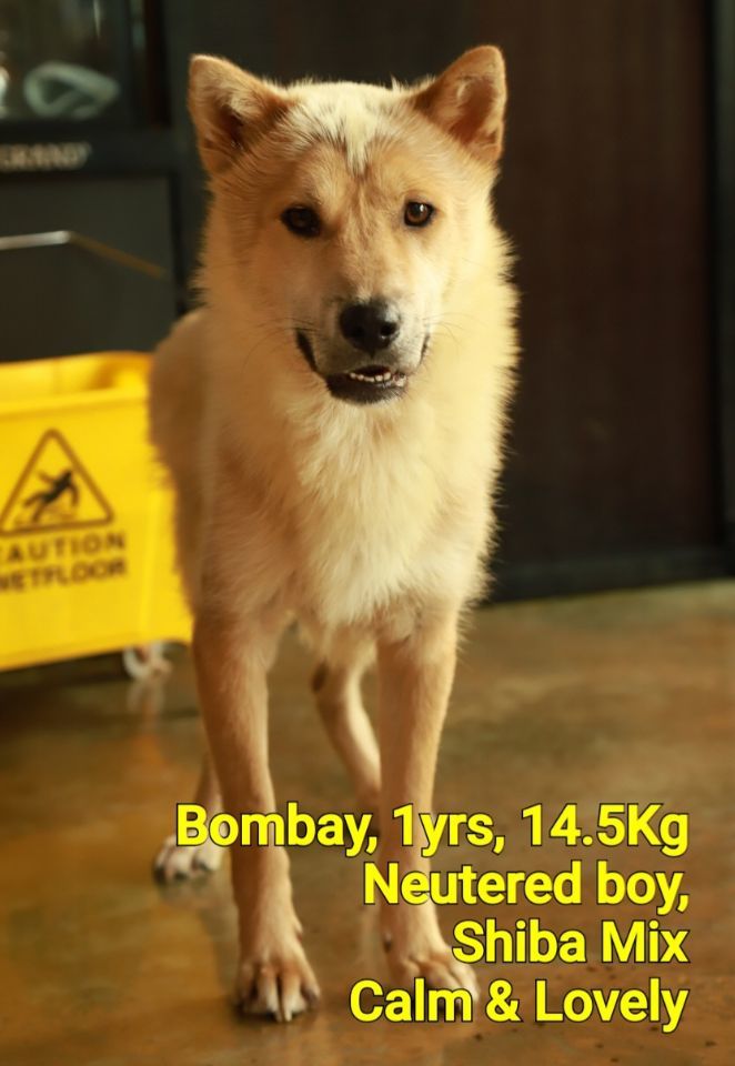 Bombay 1